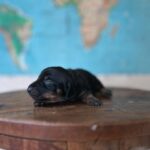 Dachshand Perro Salchicha Uruguay (10)