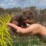 Dachshand Perro Salchicha Uruguay (118)