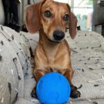 Dachshand Perro Salchicha Uruguay (123)