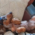 Dachshand Perro Salchicha Uruguay (124)