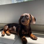 Dachshand Perro Salchicha Uruguay (125)