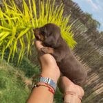 Dachshand Perro Salchicha Uruguay (126)