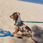 Dachshand Perro Salchicha Uruguay (127)