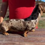 Dachshand Perro Salchicha Uruguay (132)