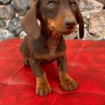 Dachshand Perro Salchicha Uruguay (143)