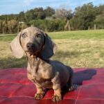 Dachshand Perro Salchicha Uruguay (146)