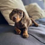 Dachshand Perro Salchicha Uruguay (149)