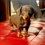 Dachshand Perro Salchicha Uruguay (169)