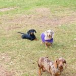 Dachshand Perro Salchicha Uruguay (176)