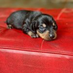 Dachshand Perro Salchicha Uruguay (177)