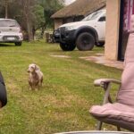 Dachshand Perro Salchicha Uruguay (183)