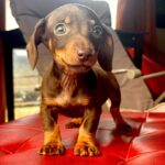 Dachshand Perro Salchicha Uruguay (185)
