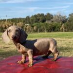 Dachshand Perro Salchicha Uruguay (186)