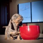 Dachshand Perro Salchicha Uruguay (187)