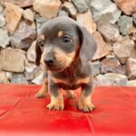 Dachshand Perro Salchicha Uruguay (188)