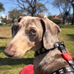 Dachshand Perro Salchicha Uruguay (191)