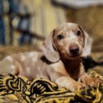 Dachshand Perro Salchicha Uruguay (193)
