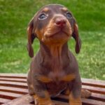Dachshand Perro Salchicha Uruguay (196)