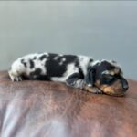 Dachshand Perro Salchicha Uruguay (197)
