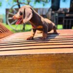 Dachshand Perro Salchicha Uruguay (206)