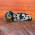 Dachshand Perro Salchicha Uruguay (207)