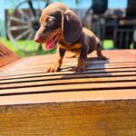 Dachshand Perro Salchicha Uruguay (208)