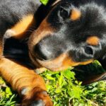 Dachshand Perro Salchicha Uruguay (21)