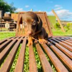 Dachshand Perro Salchicha Uruguay (212)