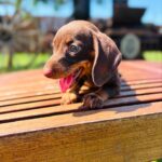 Dachshand Perro Salchicha Uruguay (215)
