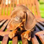 Dachshand Perro Salchicha Uruguay (216)