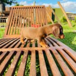 Dachshand Perro Salchicha Uruguay (217)