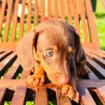Dachshand Perro Salchicha Uruguay (218)