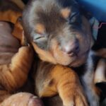 Dachshand Perro Salchicha Uruguay (24)