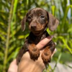 Dachshand Perro Salchicha Uruguay (27)