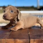 Dachshand Perro Salchicha Uruguay (42)