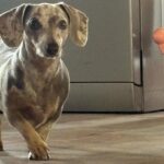 Dachshand Perro Salchicha Uruguay (46)
