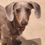 Dachshand Perro Salchicha Uruguay (51)