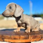 Dachshand Perro Salchicha Uruguay (6)