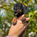 Dachshand Perro Salchicha Uruguay (60)