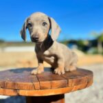 Dachshand Perro Salchicha Uruguay (7)