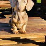 Dachshand Perro Salchicha Uruguay (72)
