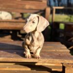 Dachshand Perro Salchicha Uruguay (75)