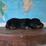Dachshand Perro Salchicha Uruguay (78)