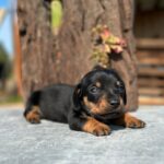 Dachshand Perro Salchicha Uruguay (8)