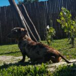 Dachshand Perro Salchicha Uruguay (81)