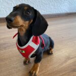 Dachshand Perro Salchicha Uruguay (88)