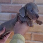 Dachshand Perro Salchicha Uruguay (89)