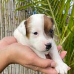 Jack Russel (11)