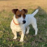Jack Russel (131)
