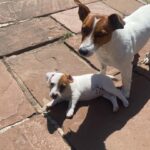 Jack Russel (143)